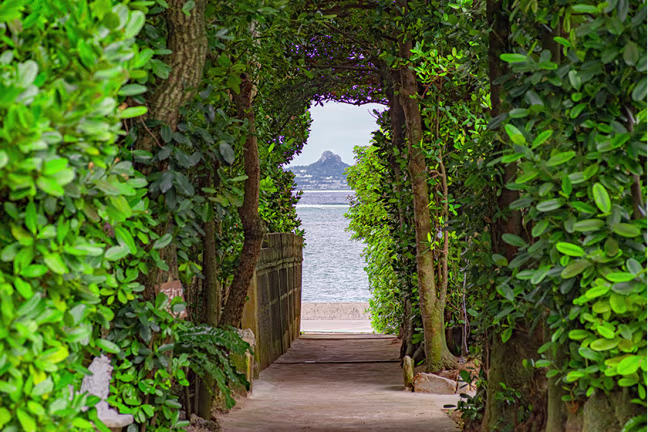 備瀬のフクギ並木 水牛車2